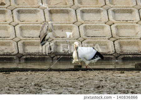 Storks and herons, designated as special natural monuments of Japan, gather at a reservoir. Storks and herons, designated as special natural monuments of Japan, gather at a reservoir. 140836866
