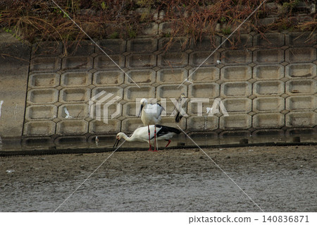 Oriental White Storks, a National Special Natural Monument, Gather at a Reservoir Oriental White Storks, a National Special Natural Monument, Gather at a Reservoir 140836871