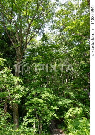 The trees in the depths of the forest, with their fresh green leaves The trees in the depths of the forest, with their fresh green leaves 140836943