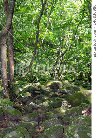Moss leaves forest Moss leaves forest 140836986