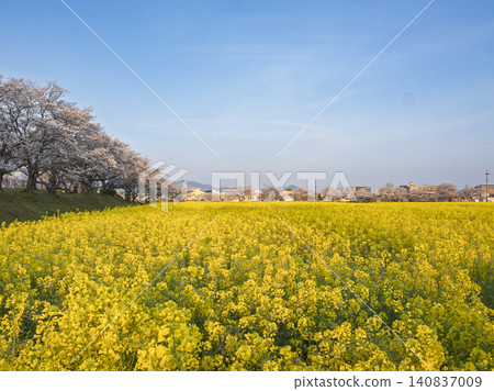 A panorama of light unfolding into the future, playing the melody of spring. A panorama of light unfolding into the future, playing the melody of spring. 140837009