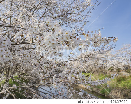 A heart-melting sight: cherry blossoms in full bloom smiling against a blue sky. A heart-melting sight: cherry blossoms in full bloom smiling against a blue sky. 140837011