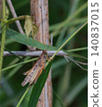 Patanga japonica 140837015