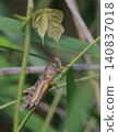 Patanga japonica 140837018