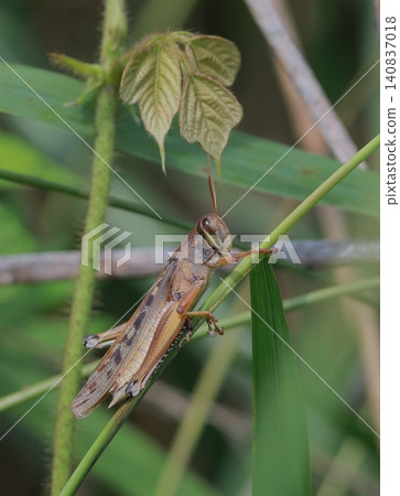 Patanga japonica 140837018