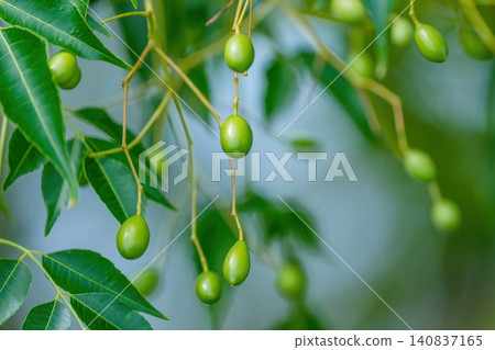 清爽的楝樹漿果,在柔和的虛化背景和透過樹葉灑下的自然陽光的映襯下,顯得格外美麗。 清爽的楝樹漿果,在柔和的虛化背景和透過樹葉灑下的自然陽光的映襯下,顯得格外美麗。 140837165