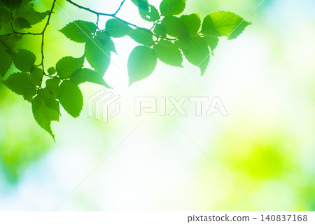 The season of fresh greenery The season of fresh greenery 140837168