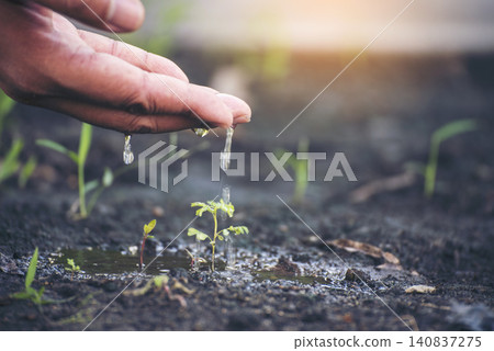 Eco green earth environment concept. Hand with growing tree on earth day with sunlight bokeh in morning. Save world energy protect by plant tree in soil and watering. Eco green earth environment concept. Hand with growing tree on earth day with sunlight bokeh in morning. Save world energy protect by plant tree in soil and watering. 140837275