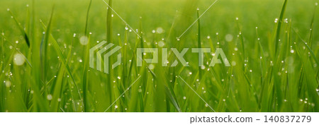 Banner Rice Field Green agriculture ecosystem Asian rice paddy field Vietnam green farm. Banner Harvest planting golden green rice terraces in organic farm tropical natural sunrise with copy space Banner Rice Field Green agriculture ecosystem Asian rice paddy field Vietnam green farm. Banner Harvest planting golden green rice terraces in organic farm tropical natural sunrise with copy space 140837279