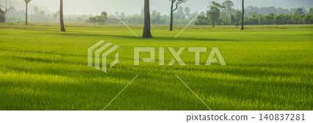 Banner Rice Field Green agriculture ecosystem Asian rice paddy field Vietnam green farm. Banner Harvest planting golden green rice terraces in organic farm tropical natural sunrise with copy space Banner Rice Field Green agriculture ecosystem Asian rice paddy field Vietnam green farm. Banner Harvest planting golden green rice terraces in organic farm tropical natural sunrise with copy space 140837281