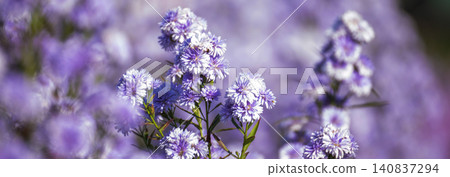 Banner Purple Pastel margaret flower floral blossom blurred background. Pastel violet romance bloom spring season. Magenta petals blossom in garden. Banner violet floral wildflower with copy space Banner Purple Pastel margaret flower floral blossom blurred background. Pastel violet romance bloom spring season. Magenta petals blossom in garden. Banner violet floral wildflower with copy space 140837294