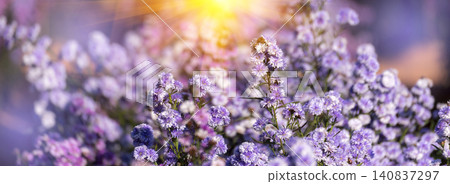 Banner Purple Pastel margaret flower floral blossom morning sunrise blurred background. Pastel violet romance bloom spring sunlight. Banner Magenta petals violet blossom wildflower with copy space 140837297