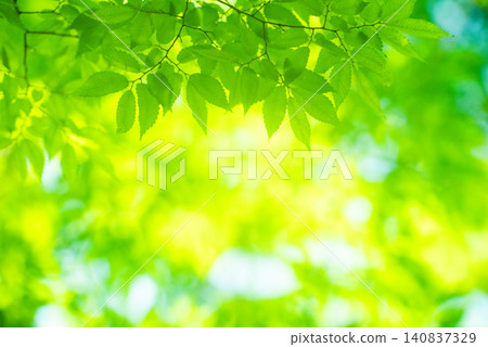 The season of fresh greenery 140837329