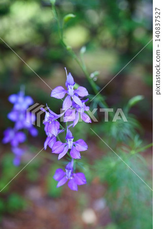9766 翠雀花 9766 翠雀花 140837527