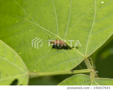 Kudzu leaf beetle eating kudzu leaves Kudzu leaf beetle eating kudzu leaves 140837643