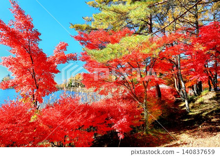 Tateshina湖秋葉 Tateshina湖秋葉 140837659