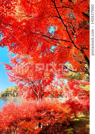 Tateshina湖秋葉 Tateshina湖秋葉 140837660