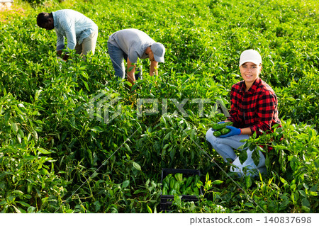 Woman harvesting green bell peppers in farmer field Woman harvesting green bell peppers in farmer field 140837698