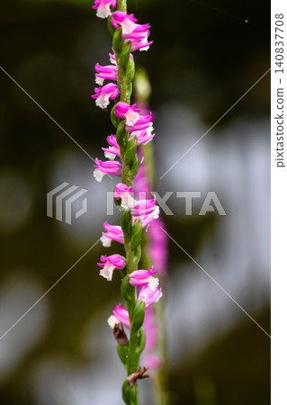 Cute flower Spiranthes sinensis Cute flower Spiranthes sinensis 140837708