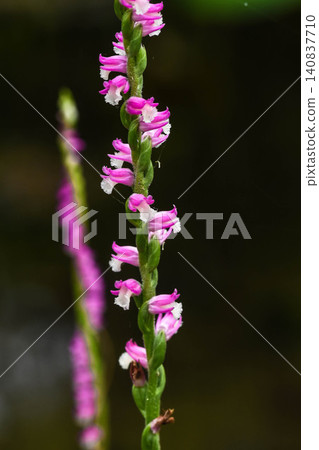 Cute flower Spiranthes sinensis Cute flower Spiranthes sinensis 140837710