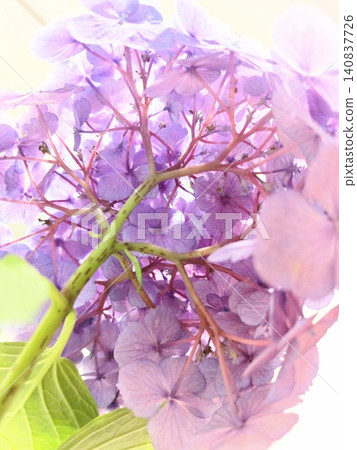 A beautiful world of hydrangeas unfolds before your eyes. A beautiful world of hydrangeas unfolds before your eyes. 140837726