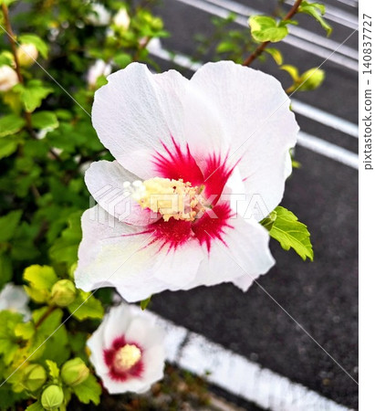 The rose of Sharon, with its striking bright red center. The rose of Sharon, with its striking bright red center. 140837727