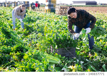 Portrait of female farmer standing on celery plantation with ripe vegetables in hands during harvest Portrait of female farmer standing on celery plantation with ripe vegetables in hands during harvest 140837771