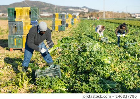 Gardener collecting celery crop on plantation Gardener collecting celery crop on plantation 140837790