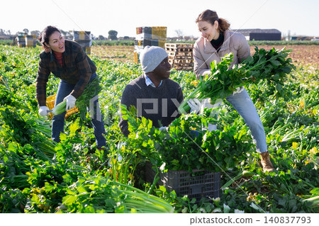 Farmers posing on vegetable plantation near pile of plastic boxes with freshly celery. Concept of successful agrarian business and rich celery harvest Farmers posing on vegetable plantation near pile of plastic boxes with freshly celery. Concept of successful agrarian business and rich celery harvest 140837793