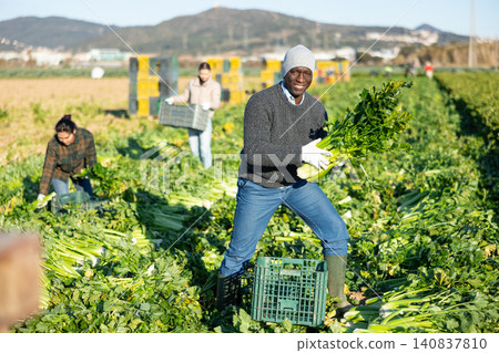 Portrait of successful african american farmer standing on celery plantation with vegetables in hands during harvest Portrait of successful african american farmer standing on celery plantation with vegetables in hands during harvest 140837810