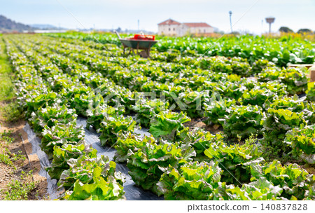 Growing green lettuce in rows in a field on sunny day Growing green lettuce in rows in a field on sunny day 140837828