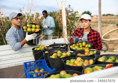 Farm workers loading buckets of harvested tomatoes into truck on plantation Farm workers loading buckets of harvested tomatoes into truck on plantation 140837878