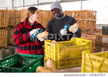 Two workers cleaning pumpkins at farm warehouse Two workers cleaning pumpkins at farm warehouse 140837957