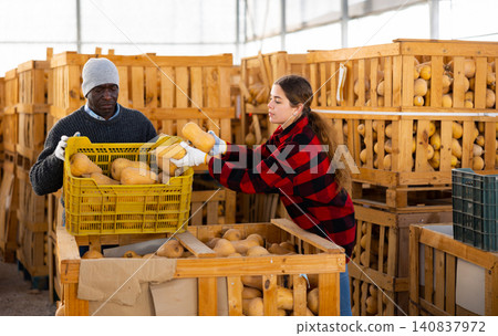Storehouse workers filling crate with honeynut squashes Storehouse workers filling crate with honeynut squashes 140837972