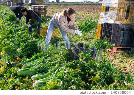 Woman picking fresh celery with co-workers on vegetable field Woman picking fresh celery with co-workers on vegetable field 140838004