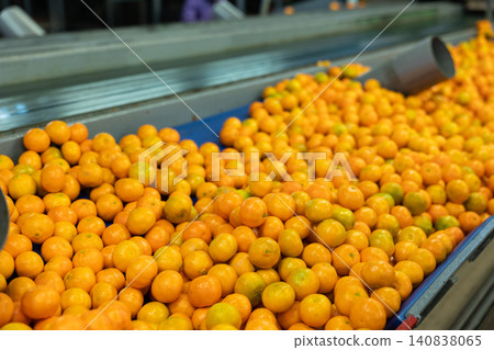 Pile of tangerines on conveyor belt of sorting line Pile of tangerines on conveyor belt of sorting line 140838065