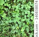 A green clover field where you can find four-leaf clovers | Background material inspired by nature, spring, and good fortune, with sparkling water droplets. 140838074