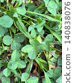A green clover field where you can find four-leaf clovers | Background material inspired by nature, good fortune, and hope, with sparkling water droplets. 140838076