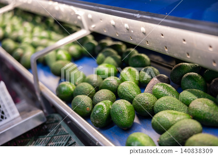 Ripe Hass avocados on conveyor belt of fruit sorting farm Ripe Hass avocados on conveyor belt of fruit sorting farm 140838309