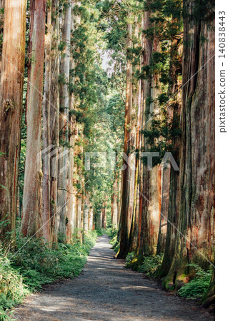 [Togakushi, Nagano City] Scenery of the cedar-lined approach to Togakushi Shrine's inner sanctuary. 140838443
