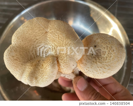 Hand Holding Freshly Harvested Wild Edible Lentinus Polychrous Mushrooms Hand Holding Freshly Harvested Wild Edible Lentinus Polychrous Mushrooms 140838504