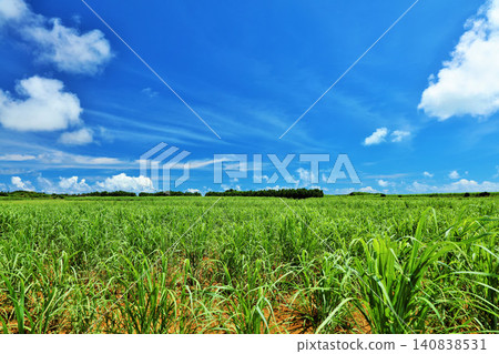 Okinawa Miyakojima summer blue sky and sugar cane field 140838531