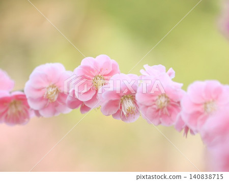 Plum blossom headband 140838715