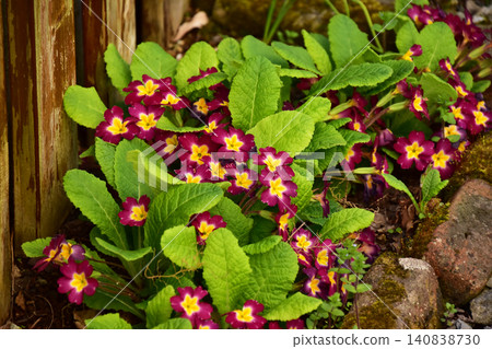 Pink primroses by the wall Pink primroses by the wall 140838730
