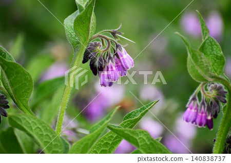 Comfrey flower, side view Comfrey flower, side view 140838737