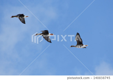 Greater White-fronted Geese flying low overhead Greater White-fronted Geese flying low overhead 140838745
