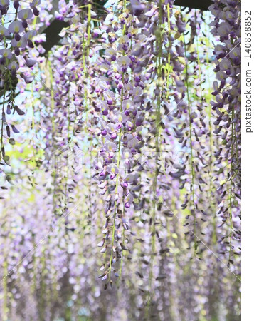 Wisteria in full bloom Wisteria in full bloom 140838852