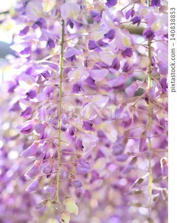 Wisteria flowers Wisteria flowers 140838853