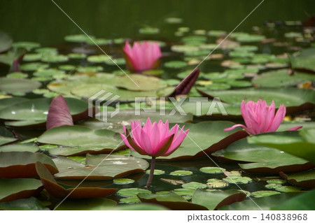 Red water lily flowers Red water lily flowers 140838968