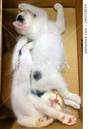 Two kittens sleeping on their backs inside a cardboard box. 140839054